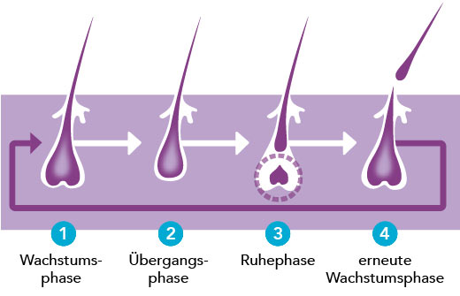 Wachstumsphasen Wachstumsphasen